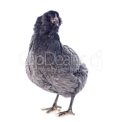 araucana chicken