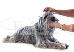 grooming of pyrenean sheepdog