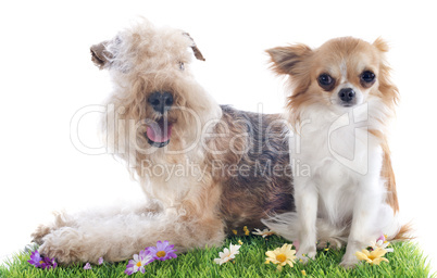 lakeland terrier and chihuahua