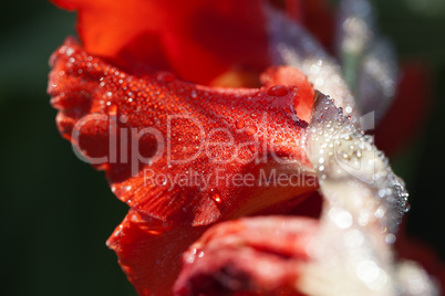 Garten-Gladiole - Blüte - Wassertropfen