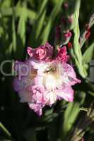 Garten-Gladiole - Gladiolus × hortulanus - Schwebfliege