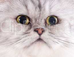 head of persian cat