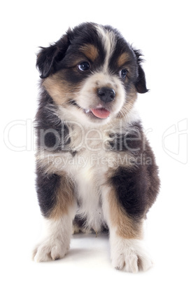 puppy australian shepherd