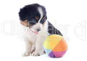 puppy australian shepherd and ball