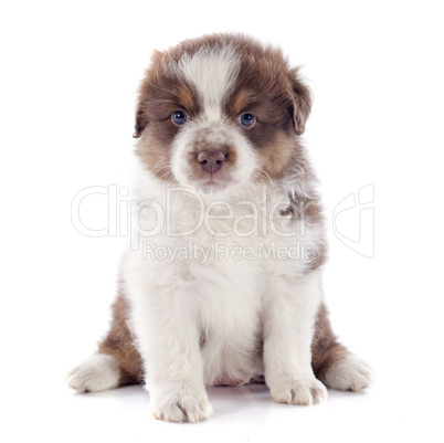 puppy australian shepherd