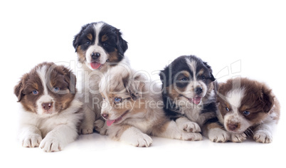 puppies australian shepherd