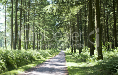 forest in the limousin