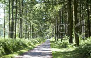 forest in the limousin