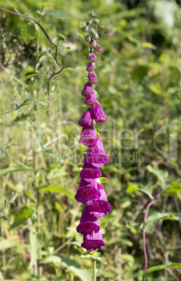 purple digitalis