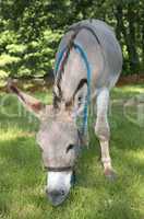 provence donkey