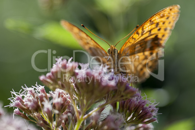 Kaisermantel - Argynnis paphia