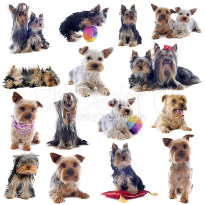 group of yorkshire terrier