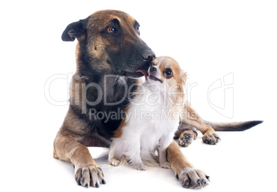 malinois and chihuahua