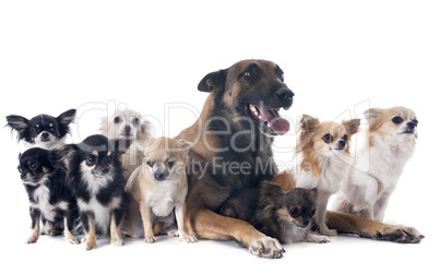 malinois and chihuahuas