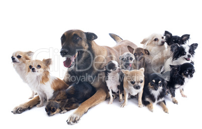 malinois and chihuahuas