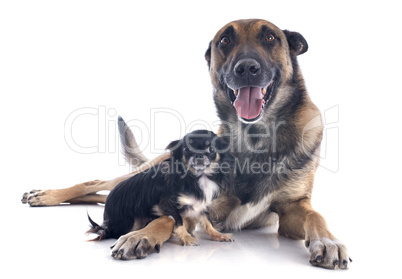 malinois and chihuahua