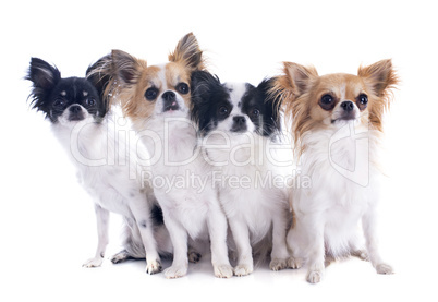 chihuahuas