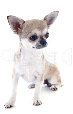 chiot chihuahua