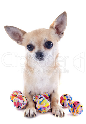 puppy chihuahua and balls