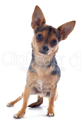 chiot chihuahua