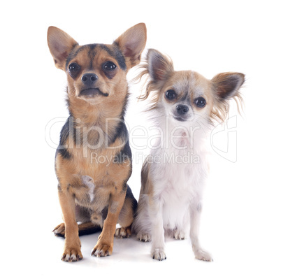 chihuahuas