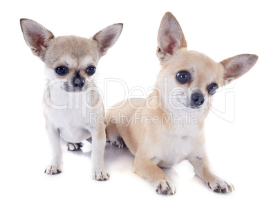 chiot  to pour adultes chihuahuas