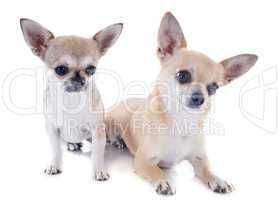 chiot  to pour adultes chihuahuas