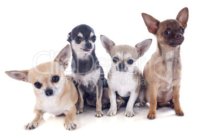 quatre chihuahuas