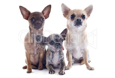 chihuahuas