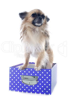 puppy chihuahua in box