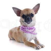 puppy chihuahua and collar