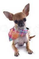 puppy chihuahua with bandana