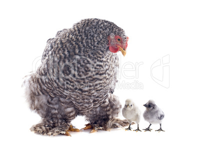 orpington chicken and chicks