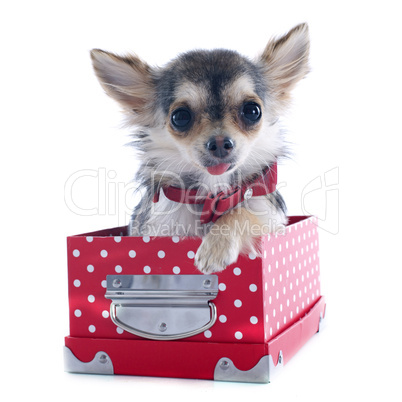 puppy chihuahua in box