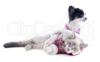 birman kitten and chihuahua