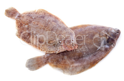 lemon soles