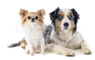 australian shepherd and chihuahua