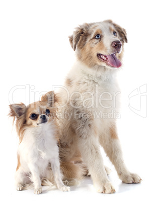 australian shepherd and chihuahua