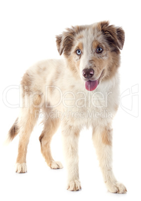 puppy australian shepherd