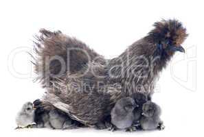 jeune silkie