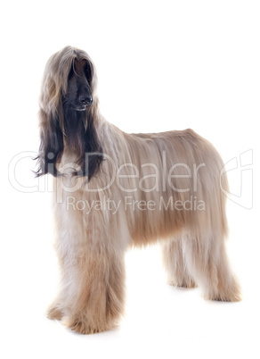 afghan dog