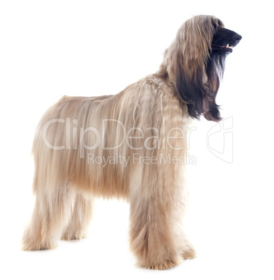 afghan dog