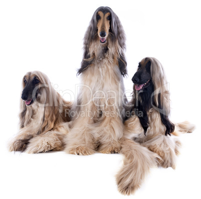 afghan dogs