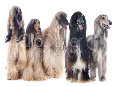 afghan dogs