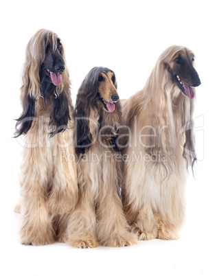 afghan dogs