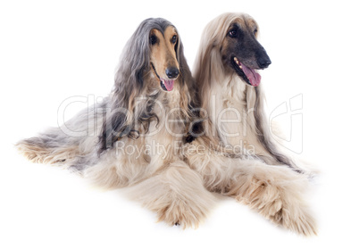 afghan dogs