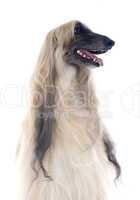 afghan dog