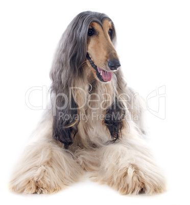 afghan dog