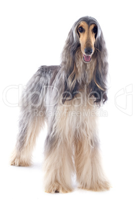 afghan dog