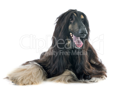 afghan dog